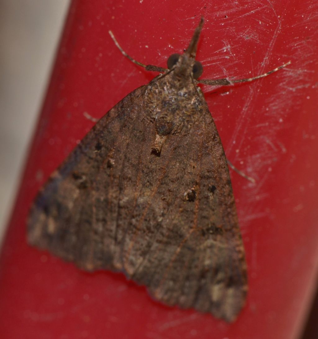 Falena da identificare (100) - Hypena obsitalis